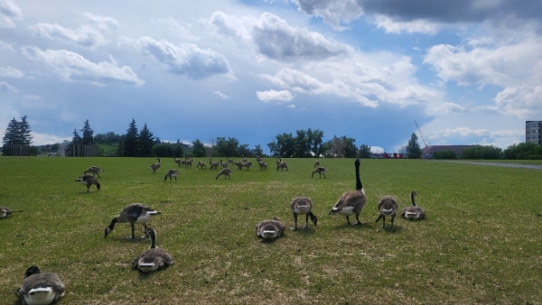 캘거리 다운타운 시몬스 빌딩, Calgary Downtown Simmons Building